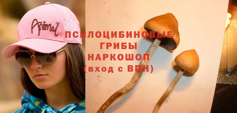 Псилоцибиновые грибы Magic Shrooms  купить   Неман 